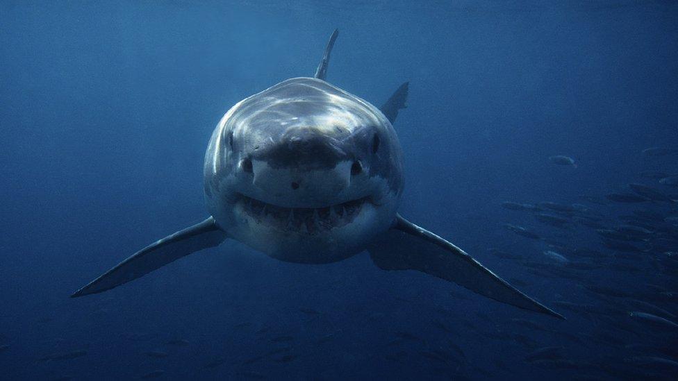 Great White shark