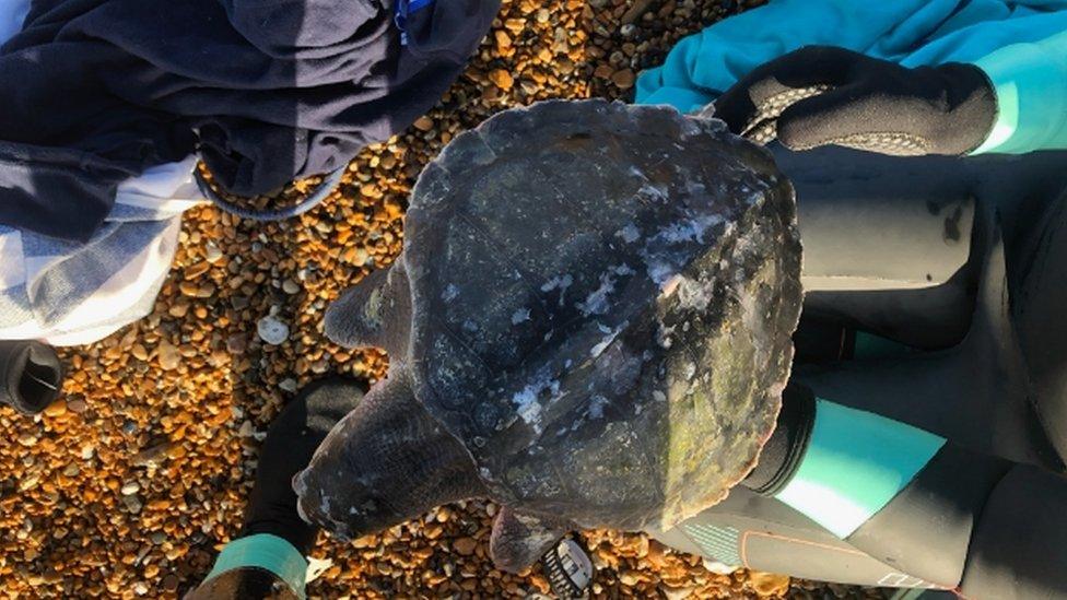 Turtle on Seaford Beach