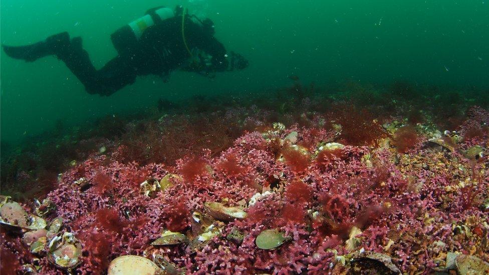 A diver swims over the maerl seaweed off Pendennis, Cornwall.