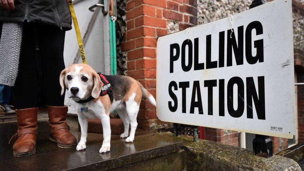 A dog outside a polling station