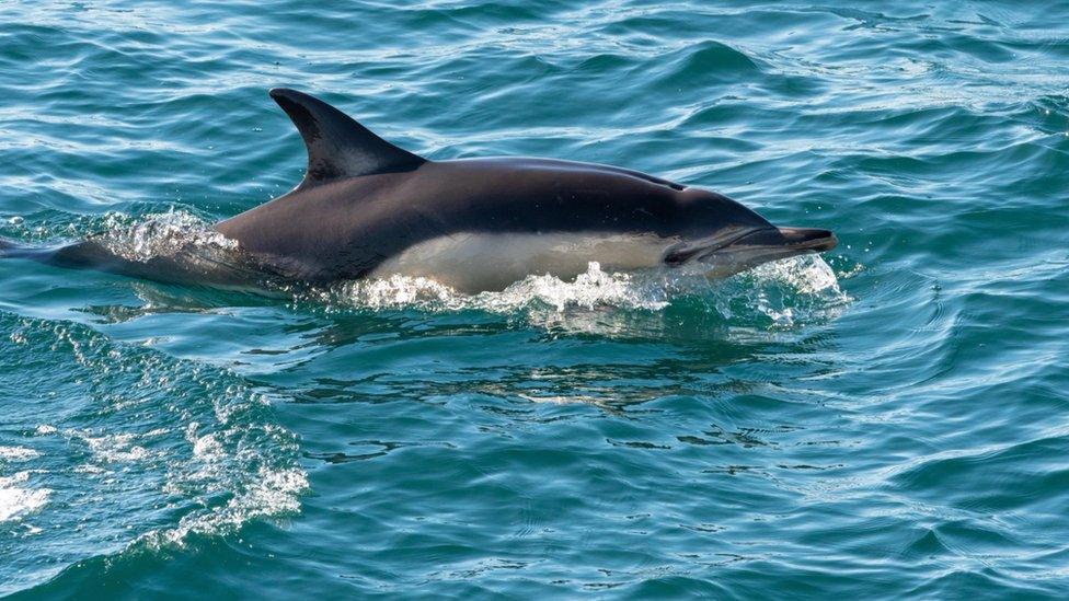 Common dolphin