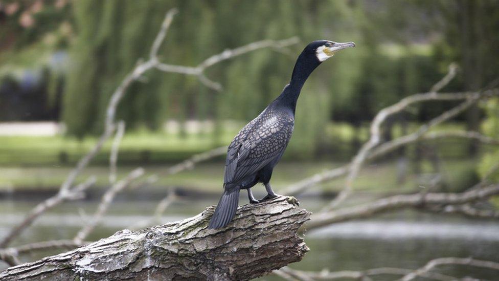 Cormorant bird