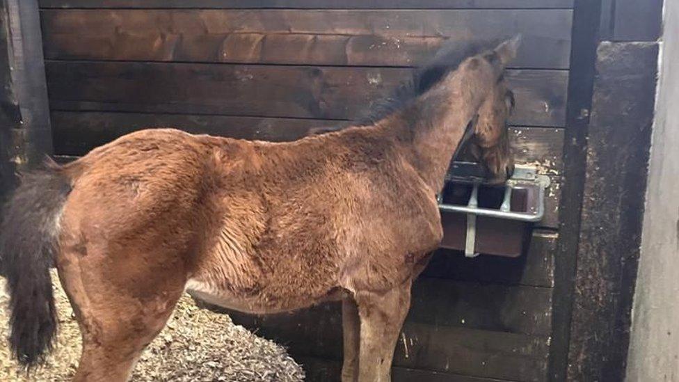 A foal having a drink