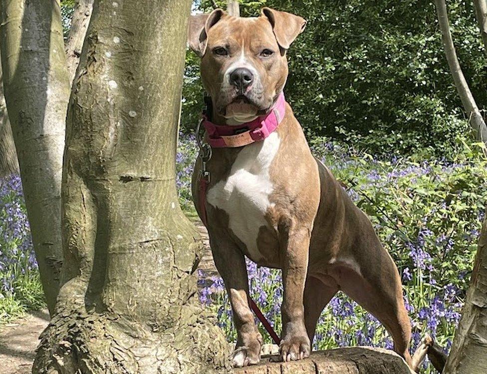 Winnie the American bulldog