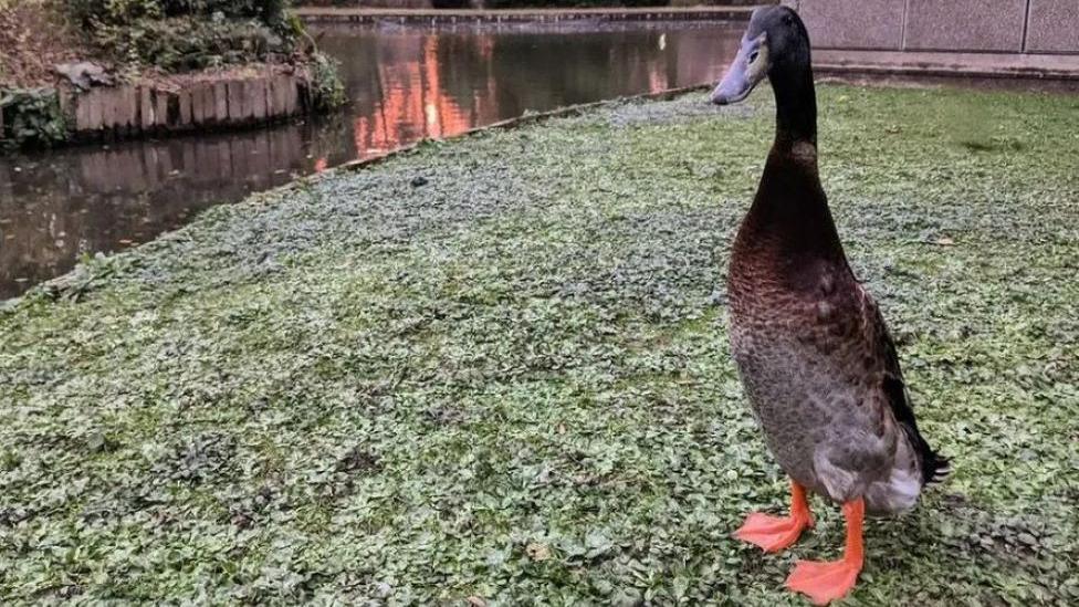 Long Boi stood on some grass in front of a lake