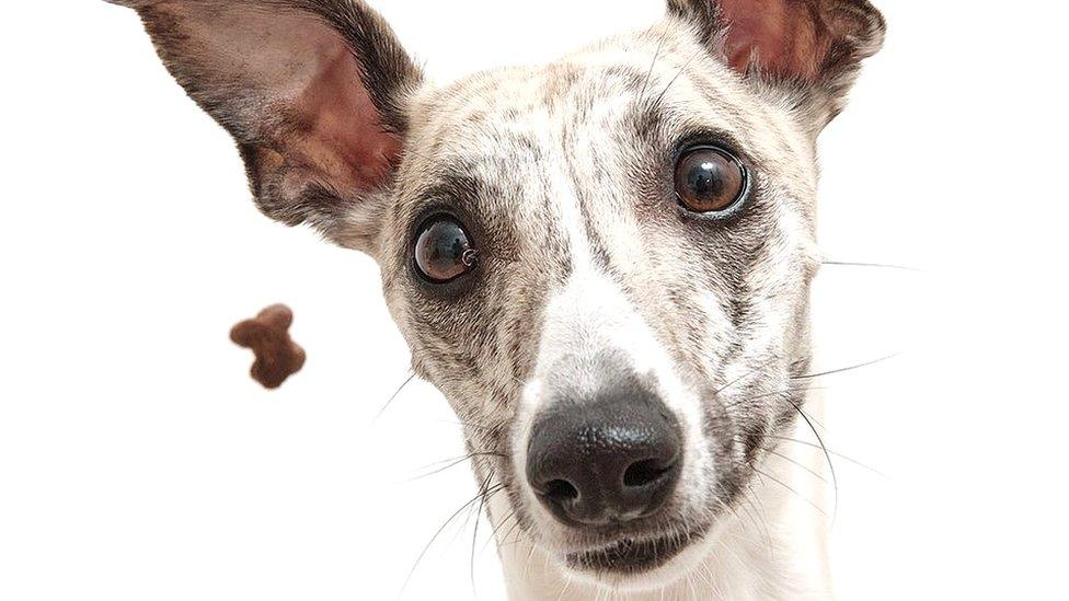 Whippet catching snacks