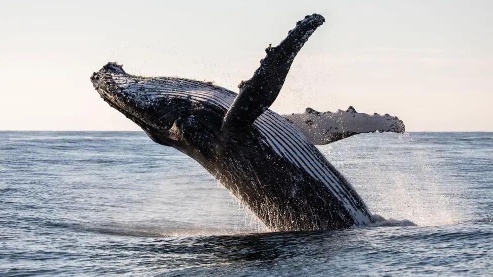 Humpback whale jumping out of the sea