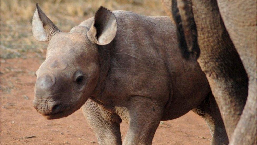 Eastern black rhino