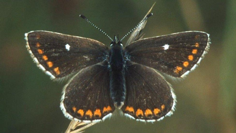 Northern Brown Argus