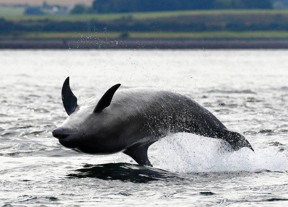 Bottlenose dolphin in Moray Firth