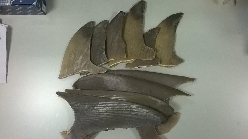 Shark fins