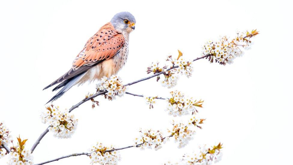 male-kestrel-on-blossom-branch