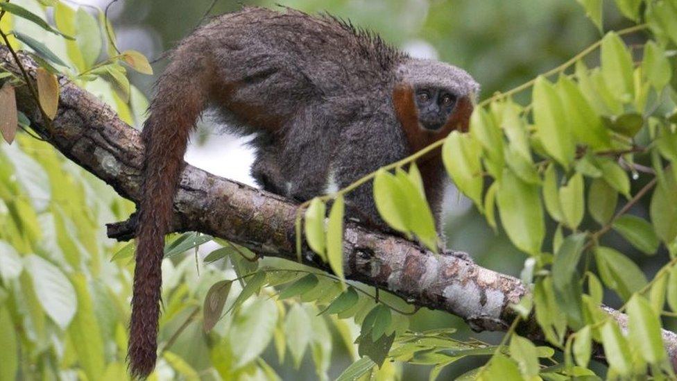 Undated handout picture taken at an undisclosed location released by WWF Brazil on August 30, 2017 showing a specimen of primate Calicebus miltoni which was included in the 2014-2015 Report of New Species of Vertebrates and Plants of the Amazon.