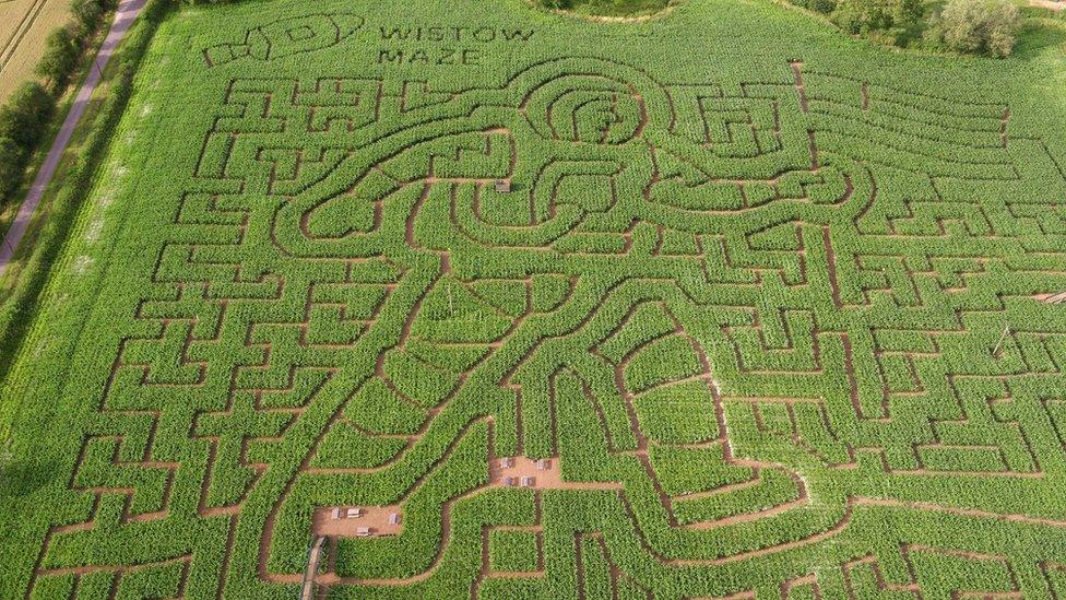 Wistow-Maze.