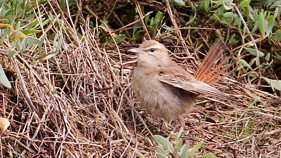 Rufous bush chat in Stiffkey