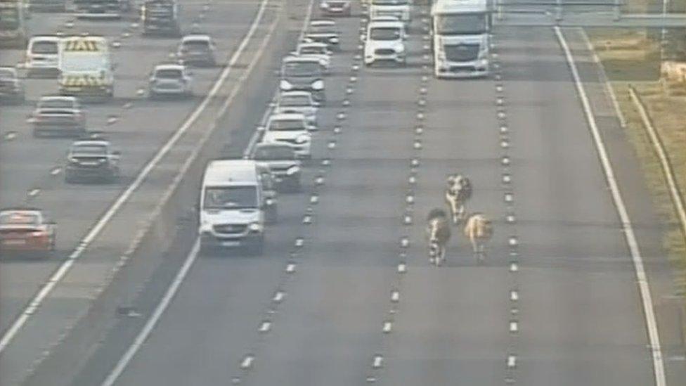 Traffic camera image of cows on the M1 carriageway