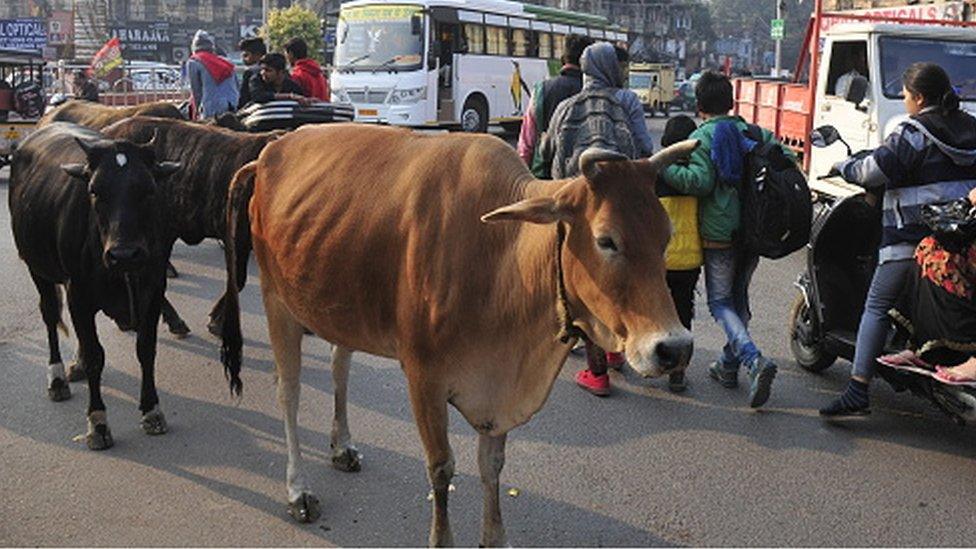 Stray cattle