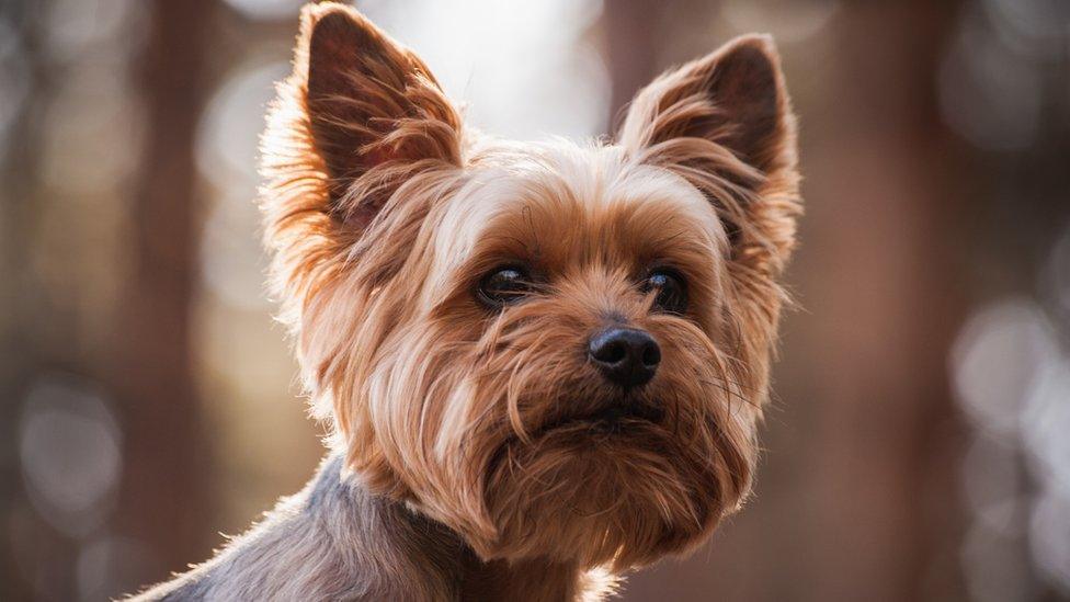 yorkshire-terrier