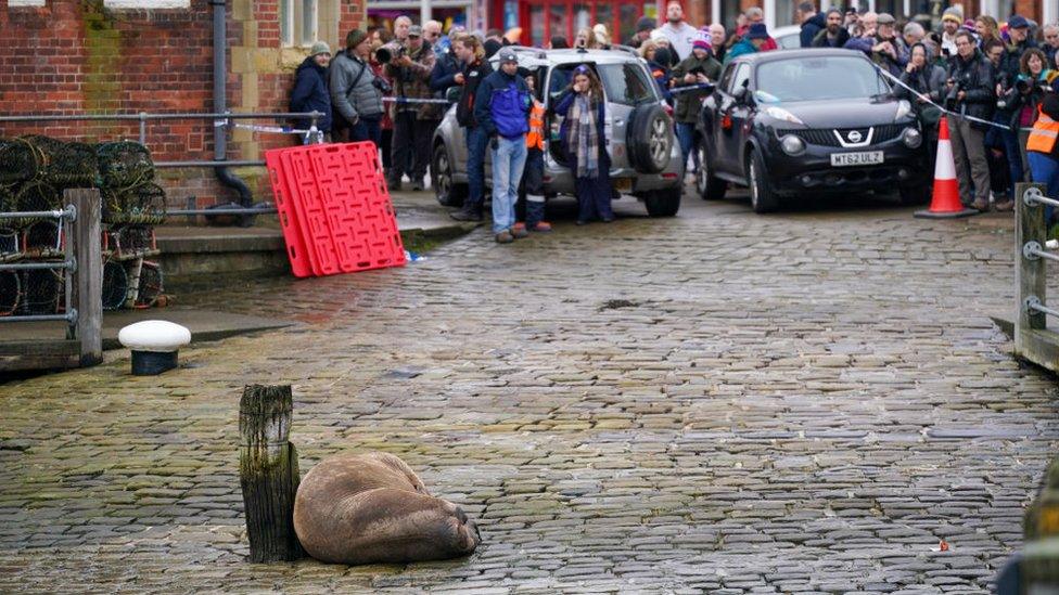 A crowd of people gathering to see Thor the walrus in Scarborough