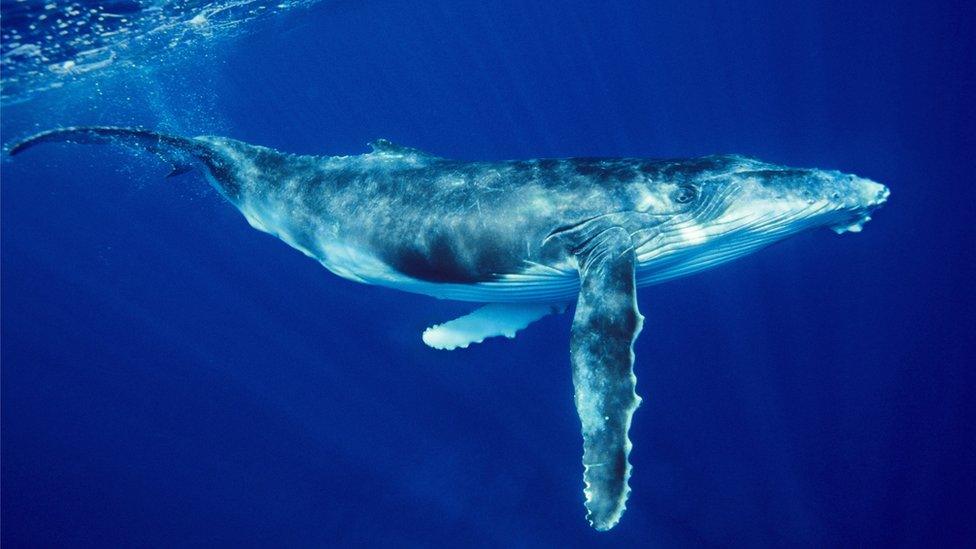 A humpback whale diving beneath the surface of the sea