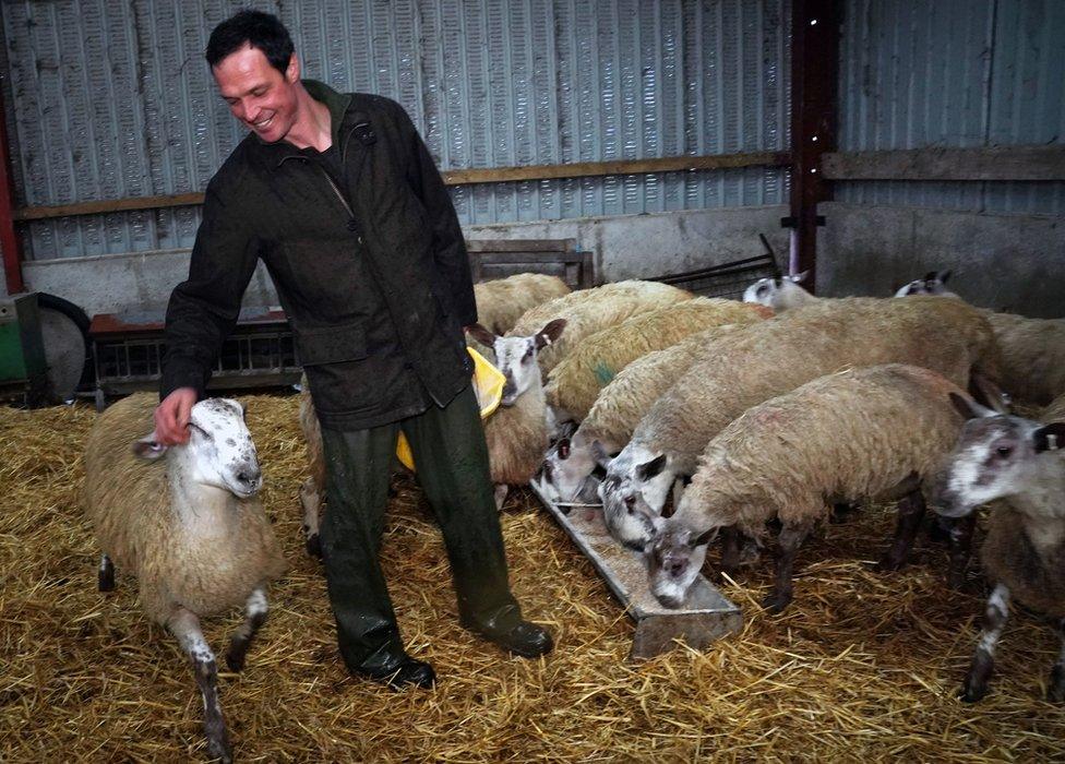 Farmer Thomas Carrick tends to his flock of sheep at High Crossgill Farm in Alston Moor, Cumbria