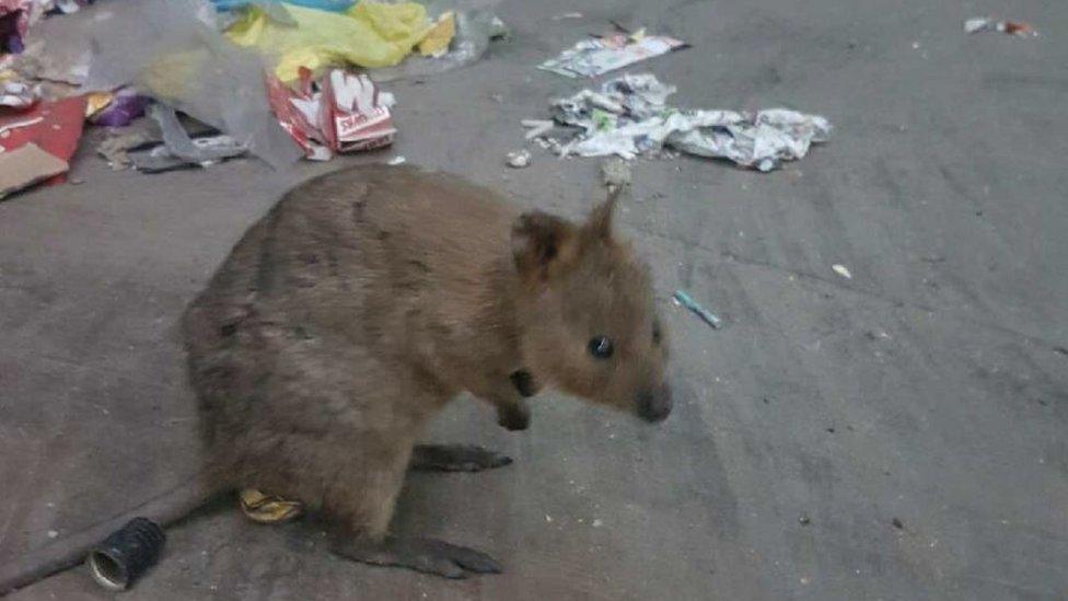 The quokka at the recycling centre