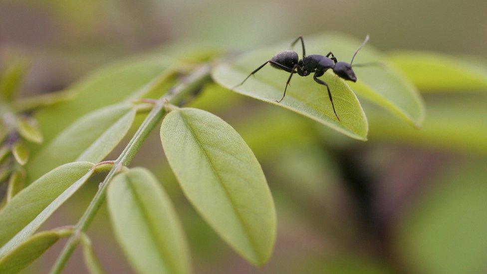 Ant on leaf