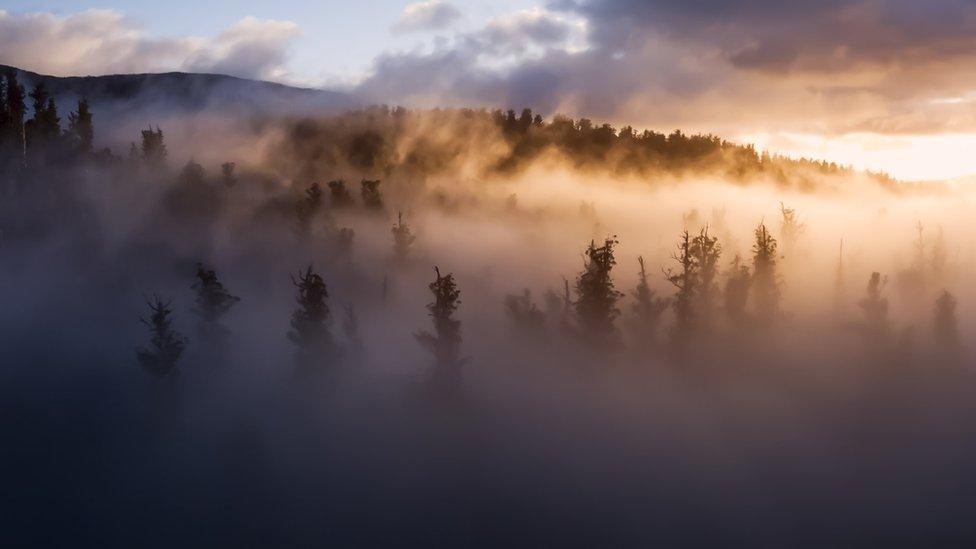 Photo of the world's tallest trees, the eucalyptus regnans.