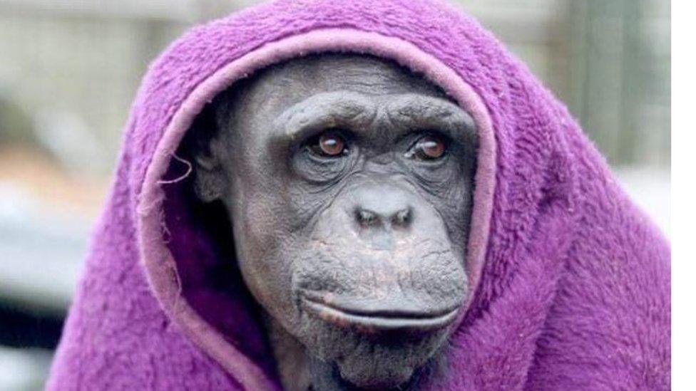 Chimpanzee in a towel