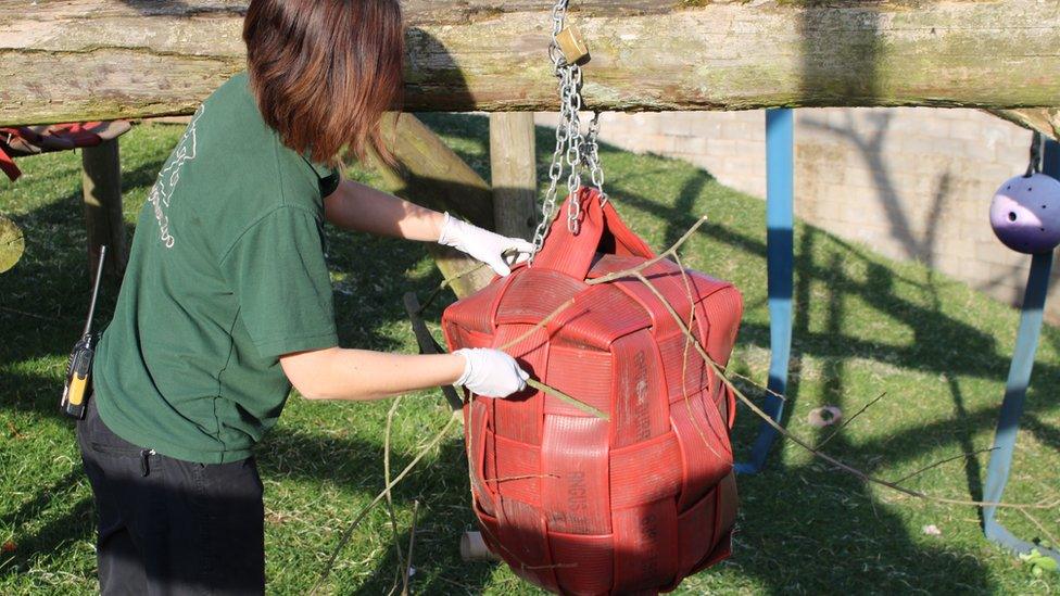 Keeper setting up a toy for animals