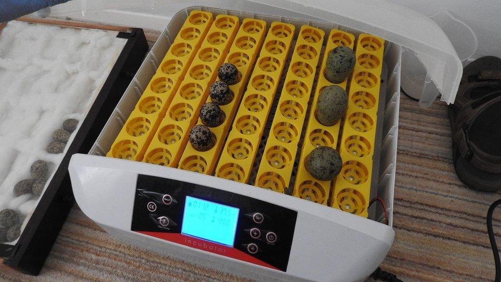 Eggs in incubator