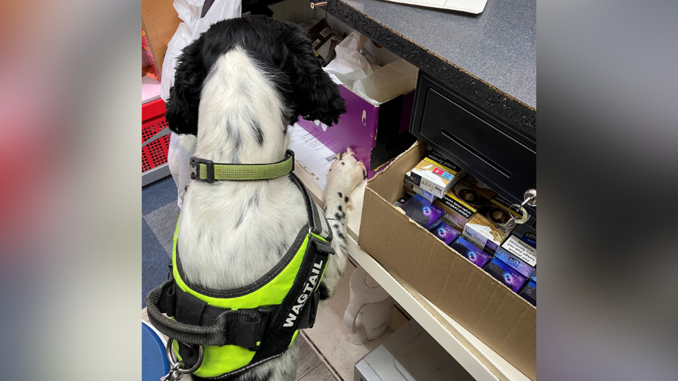 A black and white police dog sniffs out illegal cigarettes.
