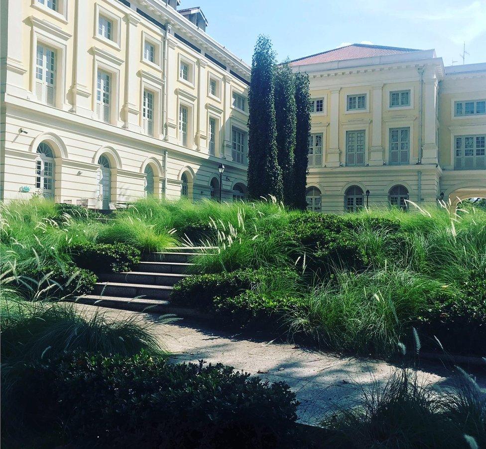 Tall grass around building in Singapore