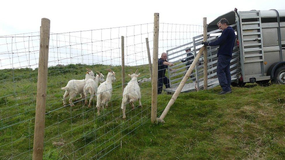 Rounding up the goats