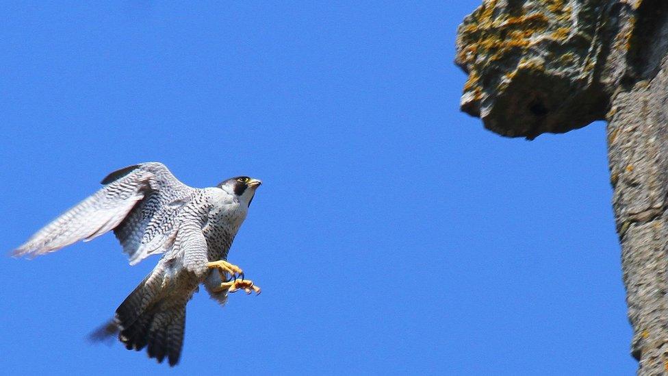 Peregrine falcon flying to its nest