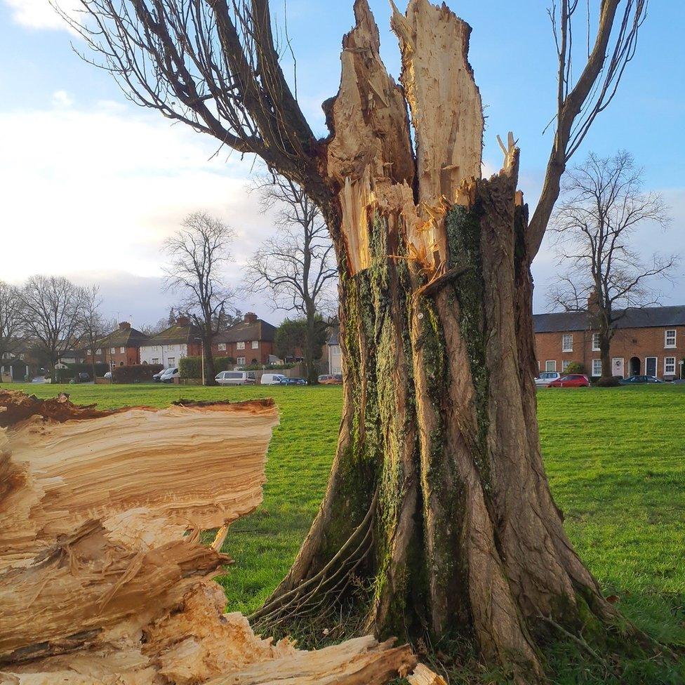 Rotting tree