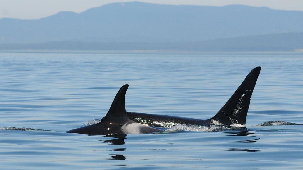 Southern resident killer whales (c) CWR/NMFS21238