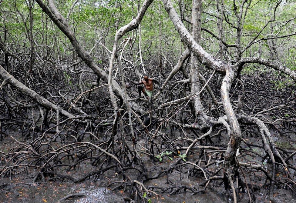 A fisherman stands amongst the roots of mangrove trees