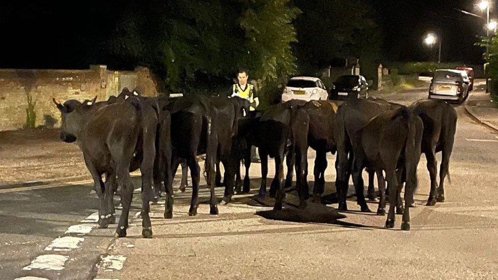 Cattle on a street