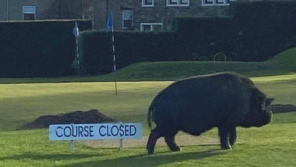 Pig on the course