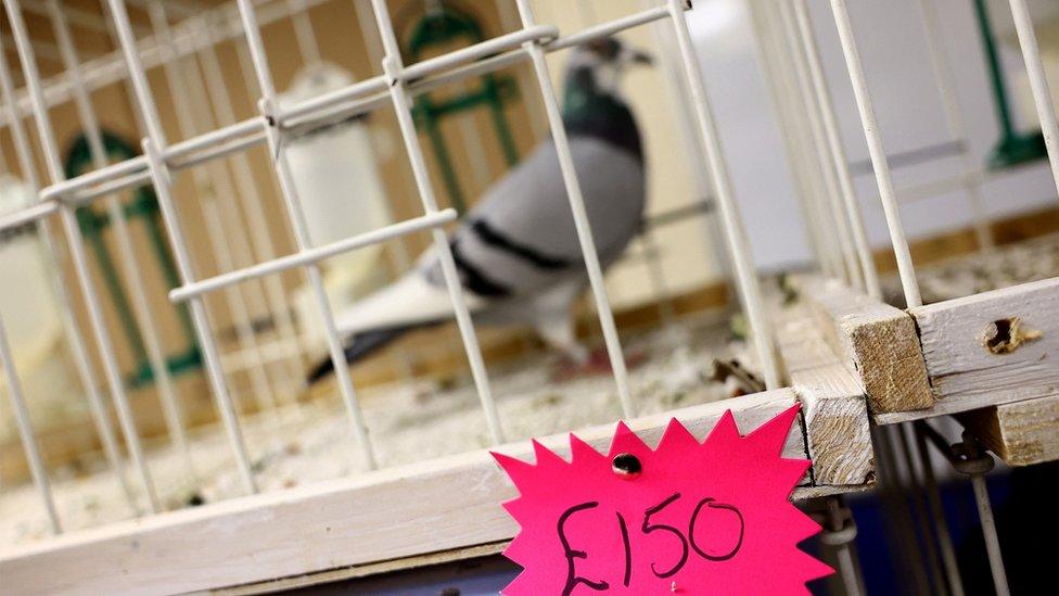 Pigeon with for sale sign.