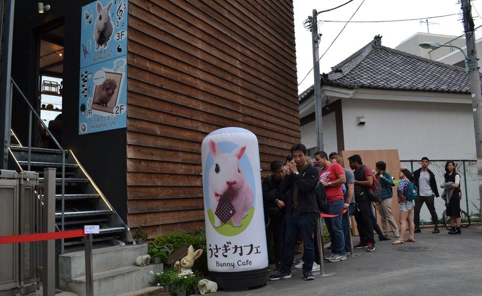 A queue outside the hedgehog and bunny cafe