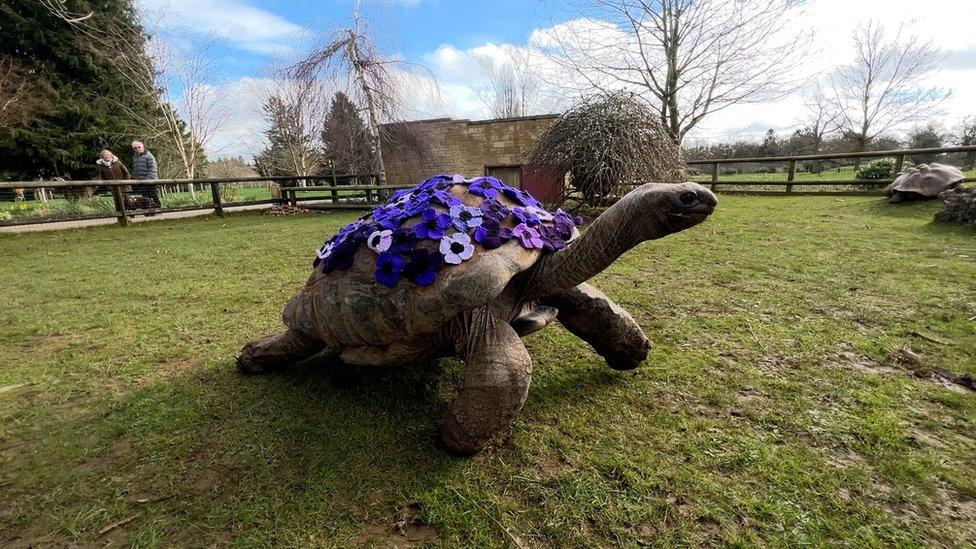 George the Giant Tortoise