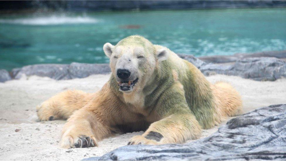 Inuka the polar bear in its enclosure at the Singapore Zoo