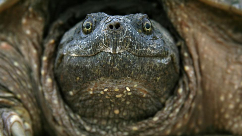 snapping turtle