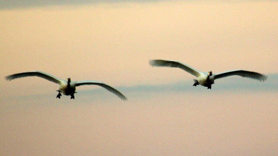 Bewick's Swans at Slimbridge