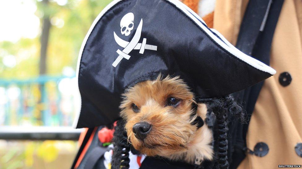 A puppy dressed as a pirate in a skull and crossbones hat