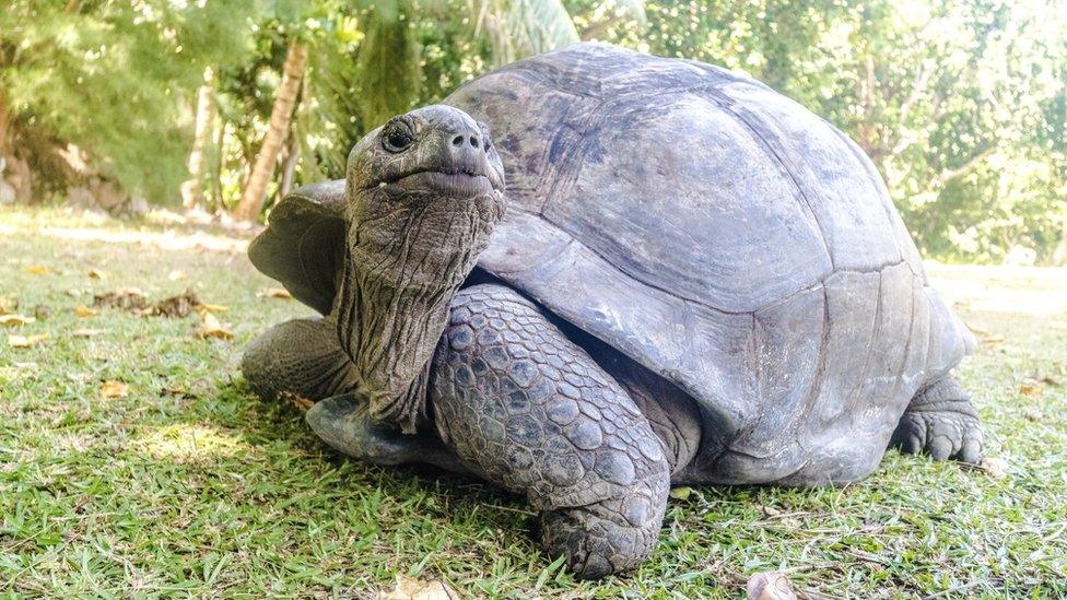 Aldabra giant tortoise