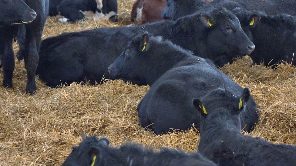 Cattle at farm near Dunbar