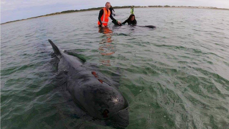 Refloating whale